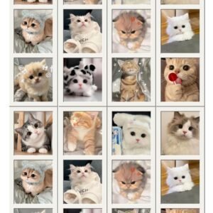 Cute Cat Photo Stickers